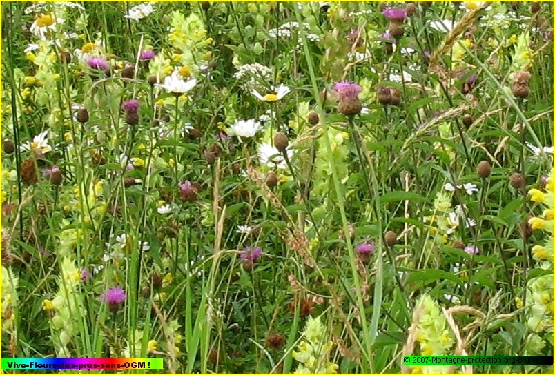 Fleurs-des-pr�s-sans-OGM-