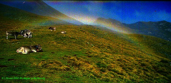 Troupeau-arc-en-ciel-Montagne-pr