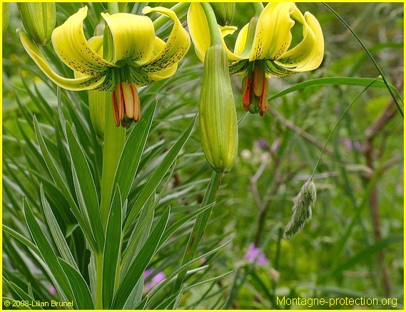 lys des Pyrnes