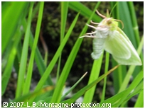 Escalade-sur-herbe--pattes-nues