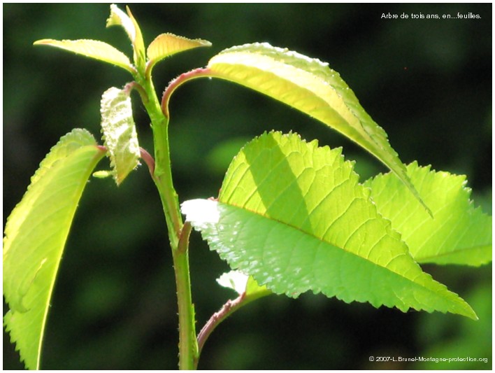 Arbre-en-feuilles