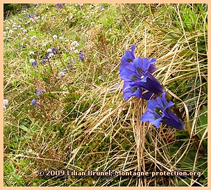 Fleurs des montagnes: A Toi (Po